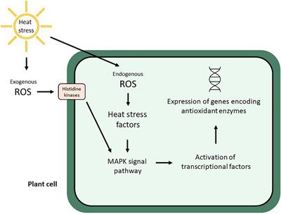 The Potential Role of Microbial Biostimulants in the Amelioration of Climate Change-Associated Abiotic Stresses on Crops